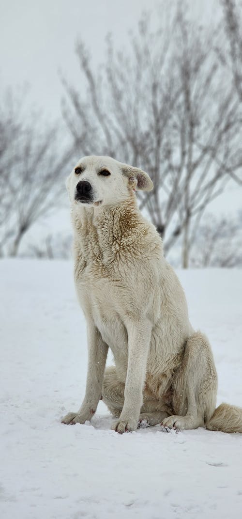 Dog Sitting in Snow 