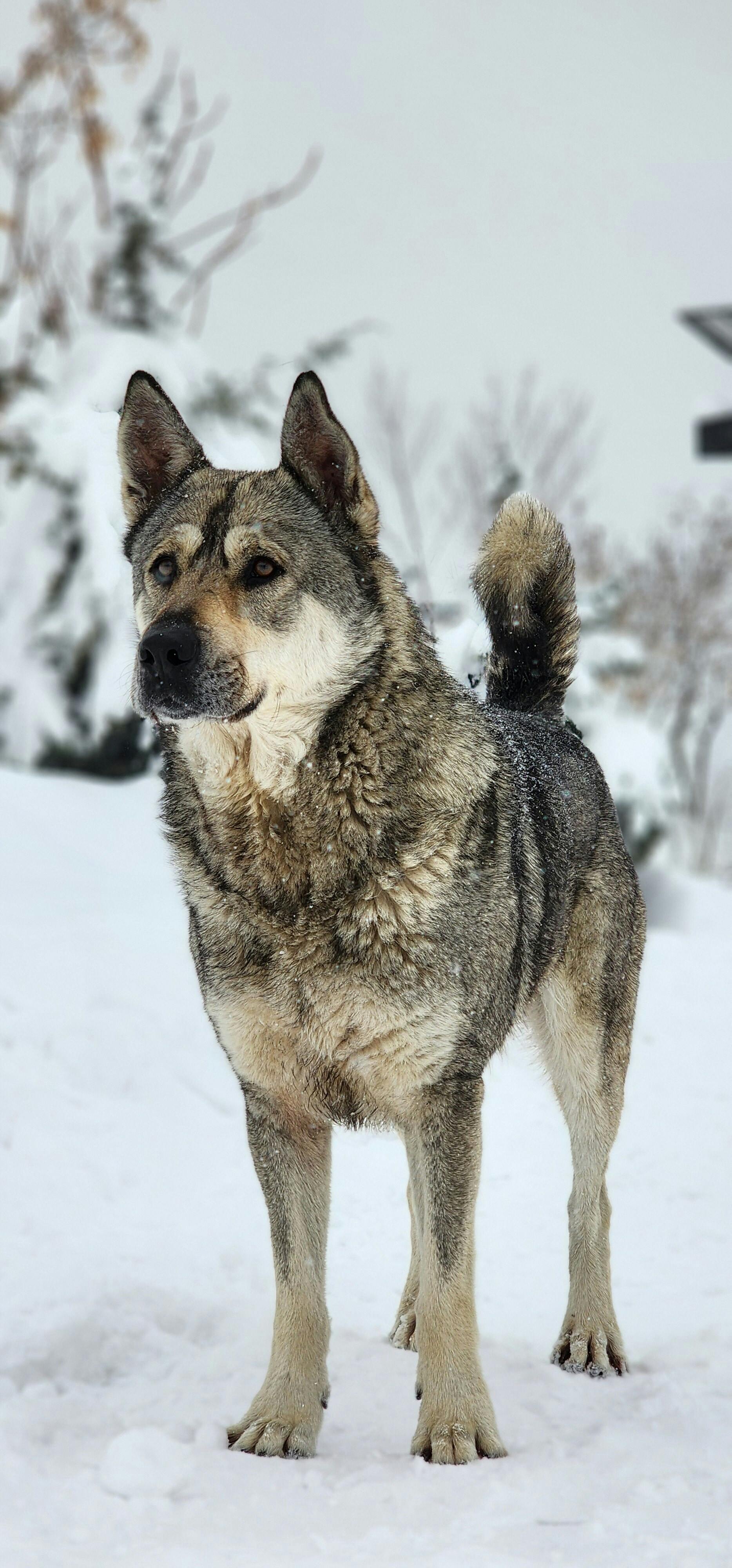A Norwegian Elkhound stands confidently in a snowy Tehran landscape, highlighting its majestic fur.