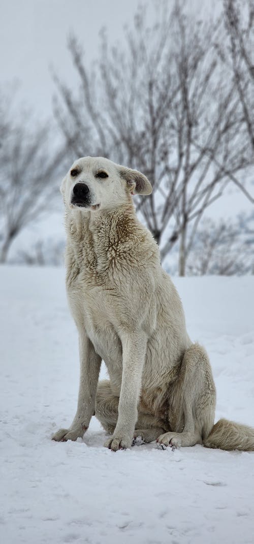 A beautiful photo of a dog in the snow