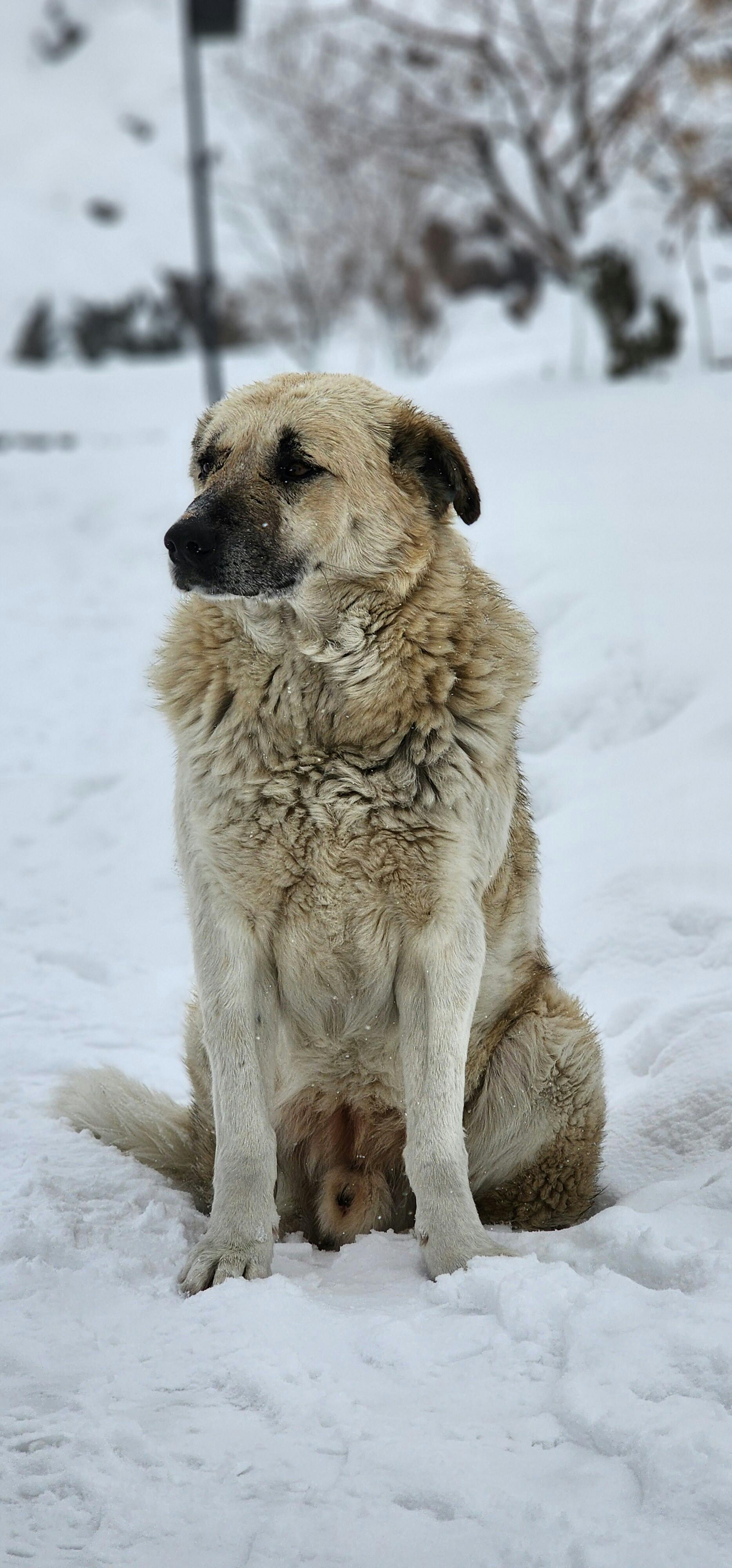 An Anatolian Shepherd dog sitting in the snow in Tehran, Iran during winter.