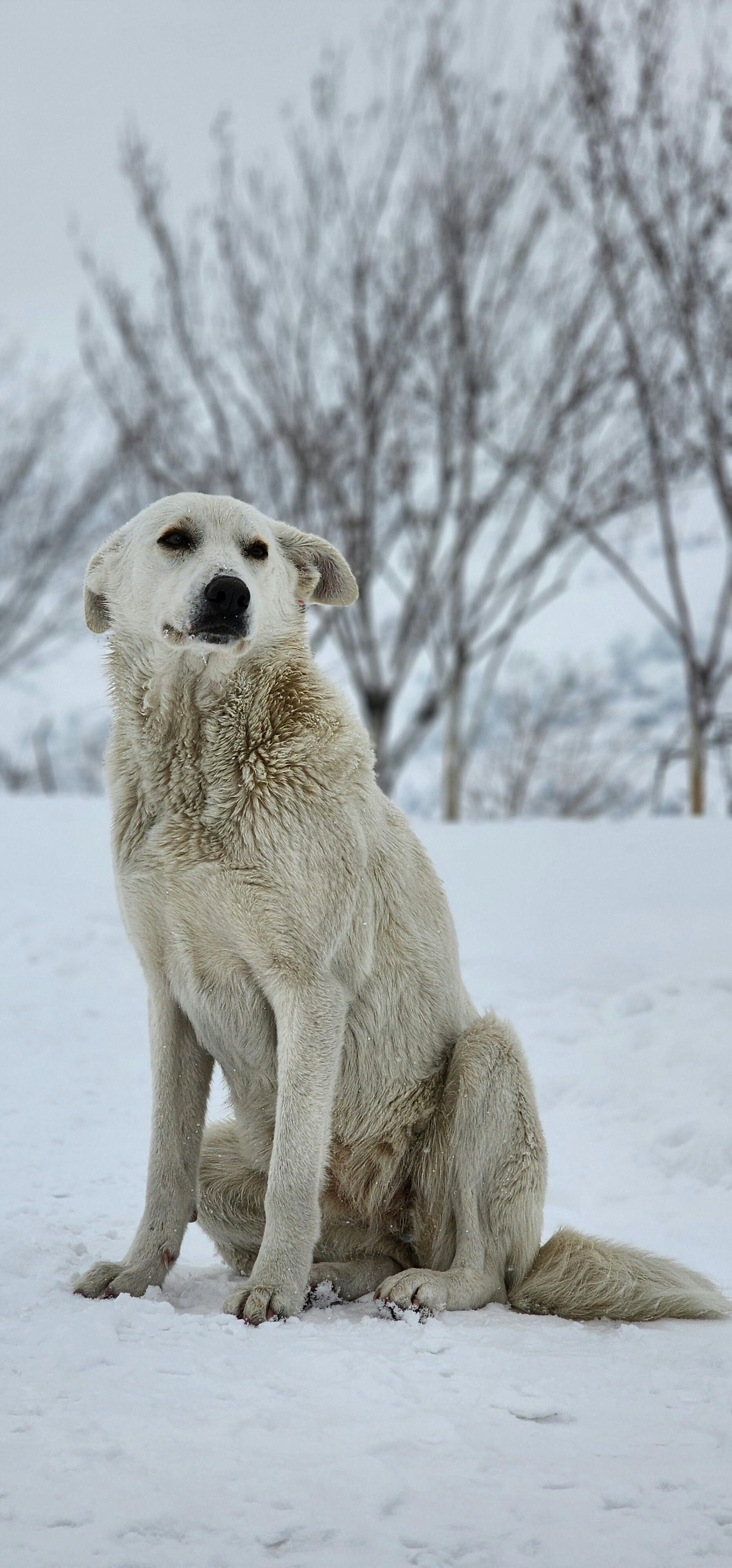 A white dog with winter fur sitting in a snowy park in Tehran, Iran.