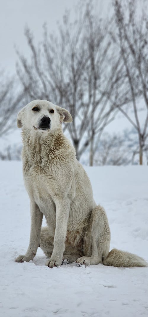 Fotos de stock gratuitas de arboles, doméstico, fotografía de animales