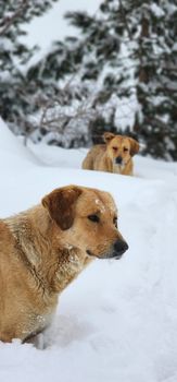 Two dogs in a snow-covered landscape in Tehran, capturing the essence of a serene winter scene.