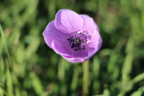 An anemone flower in the grass with a black center