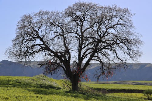 A large tree in a field with mountains in the background