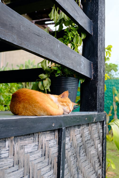 doğa, kedi, tropik içeren Ücretsiz stok fotoğraf