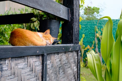 doğa, kedi, tropik içeren Ücretsiz stok fotoğraf