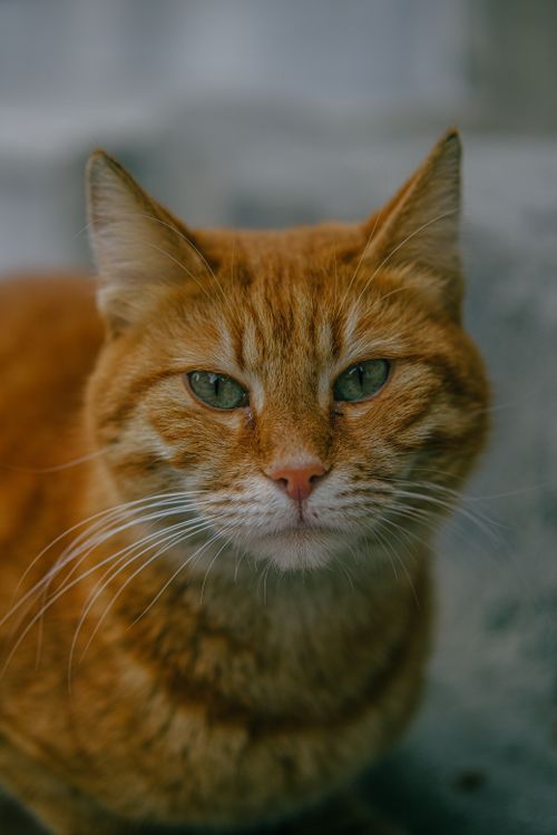 Free Detailed close-up of a ginger cat showing its expressive green eyes and fur texture. Stock Photo
