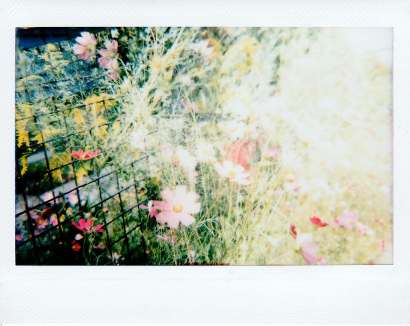 Brightly colored flowers in a garden setting with a soft focus, showcasing natural beauty.