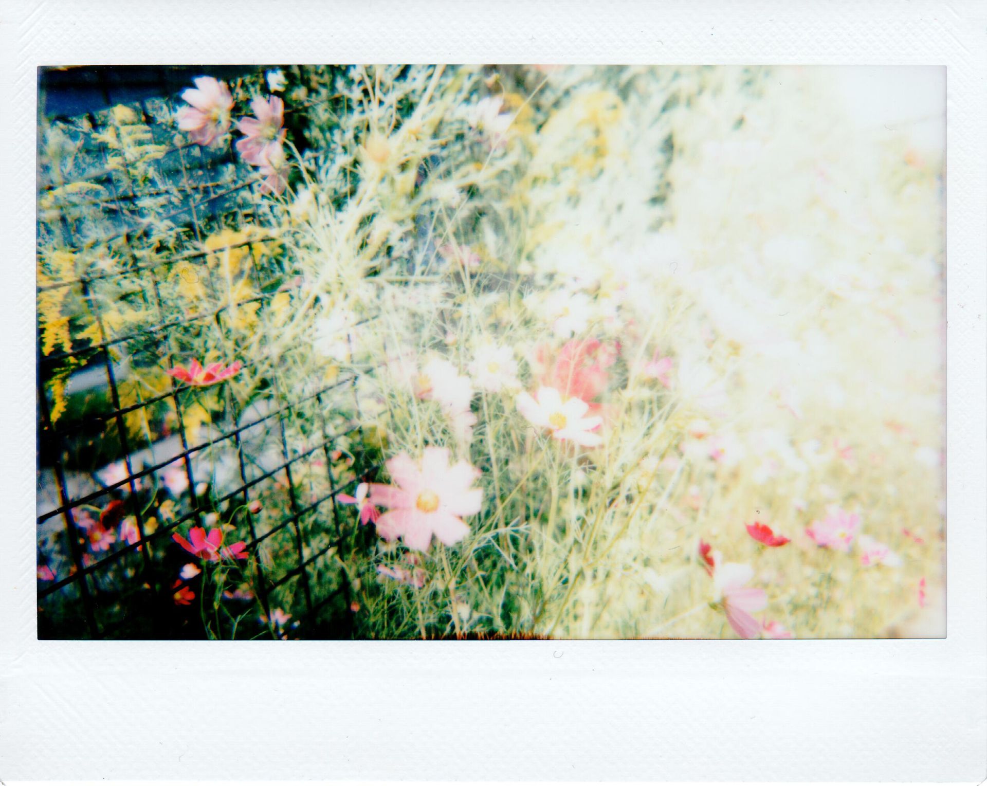 Brightly colored flowers in a garden setting with a soft focus, showcasing natural beauty.