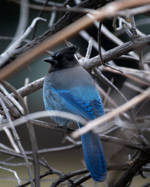 A blue bird sitting on a branch in the woods