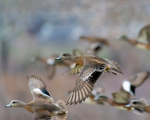 A flock of ducks flying in the air