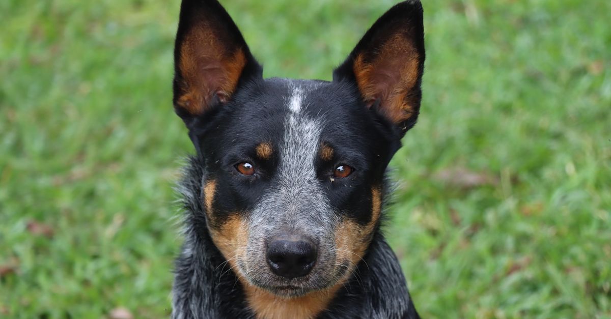Portrait of an Australian Cattle Dog with a vibrant green background.