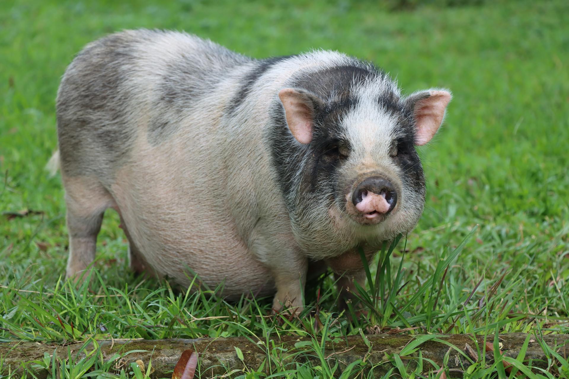 Black and White Pig in Green Grass