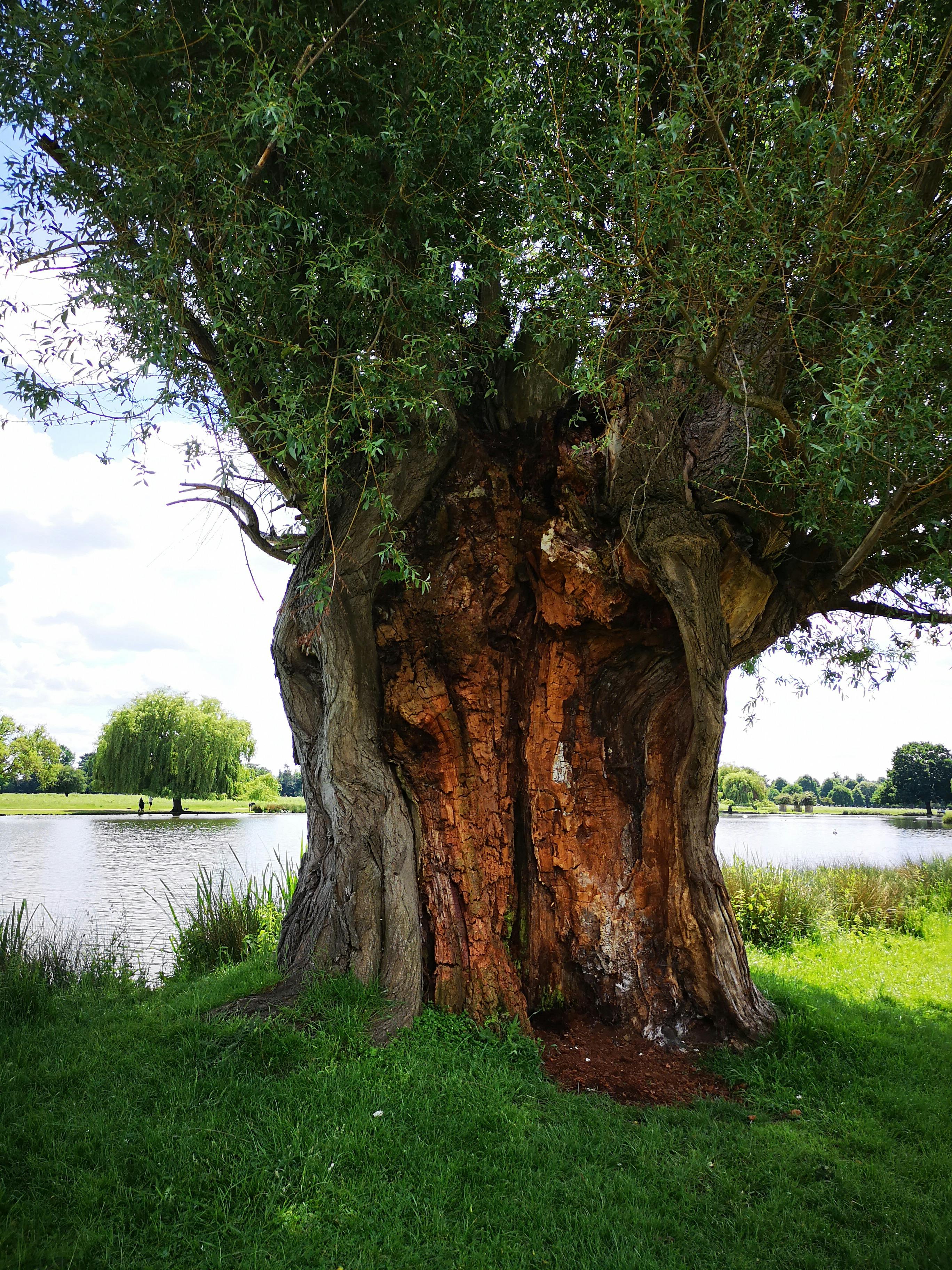 Free stock photo of bushy park, Large Tree, tree old tree