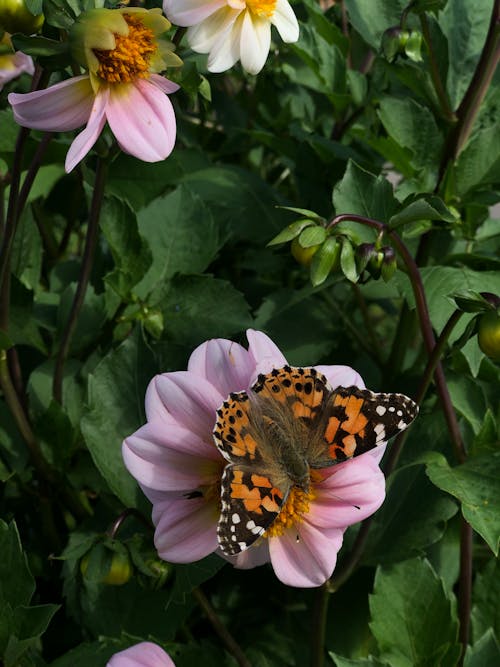 A butterfly sitting on a flower with pink and white flowers