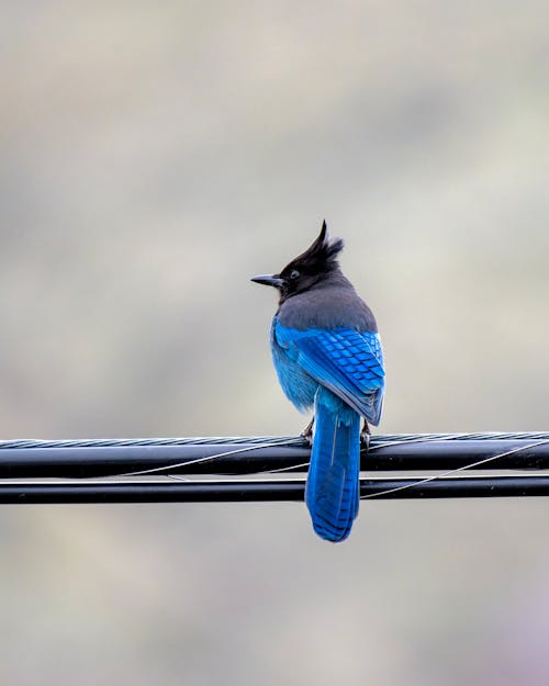 A blue bird sitting on top of a wire
