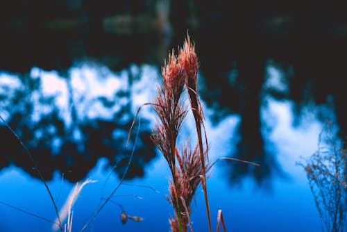 Photos gratuites de reflet