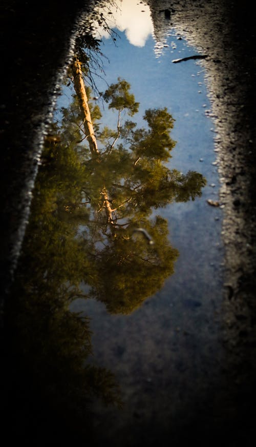 puddle Reflection