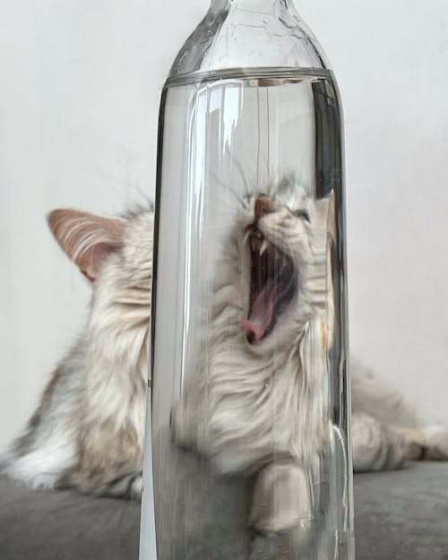 Free stock photo of cat face, mirror reflection