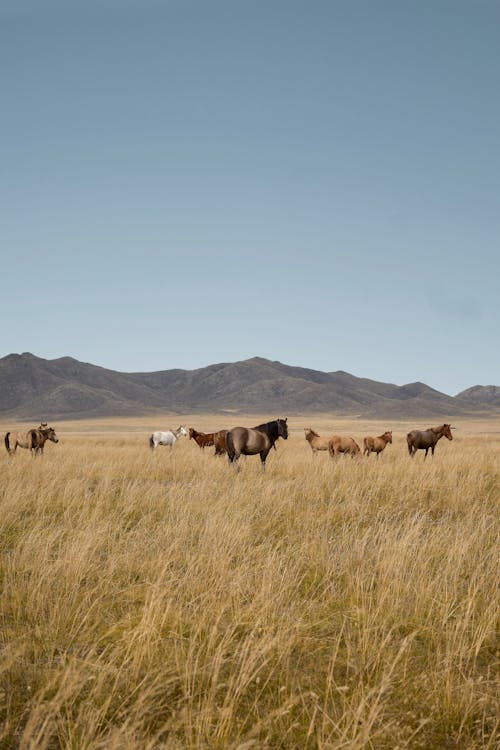 Photos gratuites de animal, chevaux sauvages, environnement