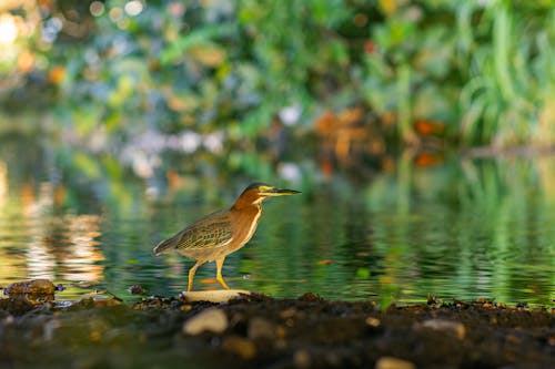 Foto profissional grátis de animais selvagens, ave, beira do lago