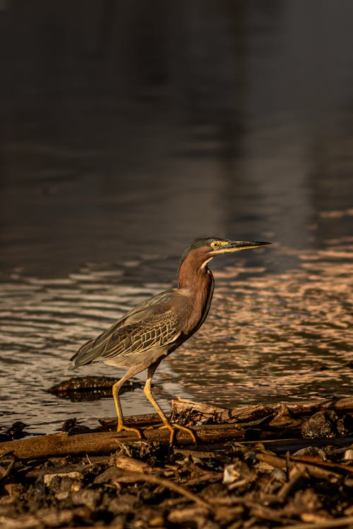 A green heron standing on a log in the water