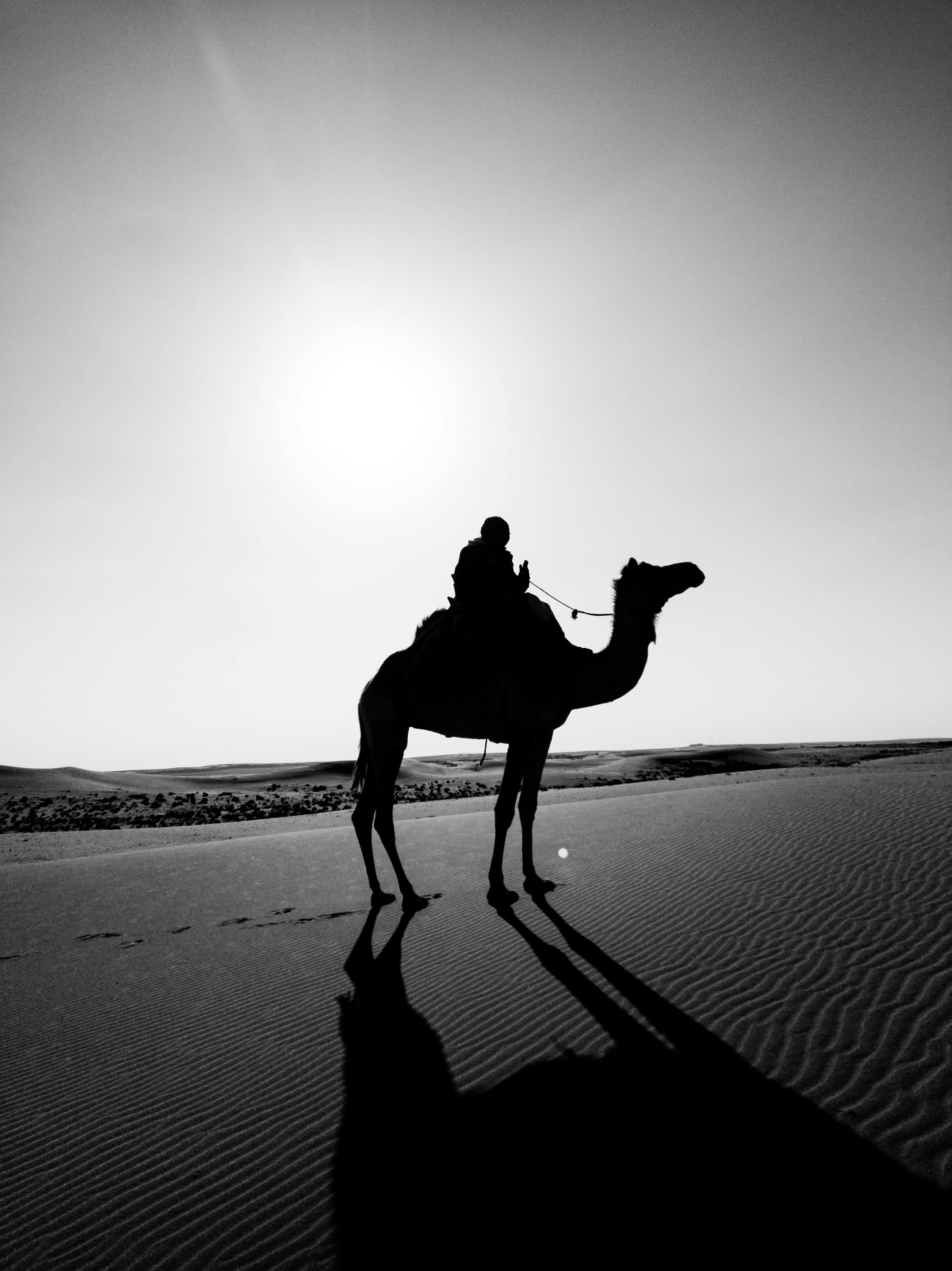 A striking black and white silhouette of a man riding a camel on desert dunes with the sun overhead.
