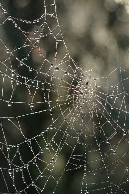A spider web with water droplets on it
