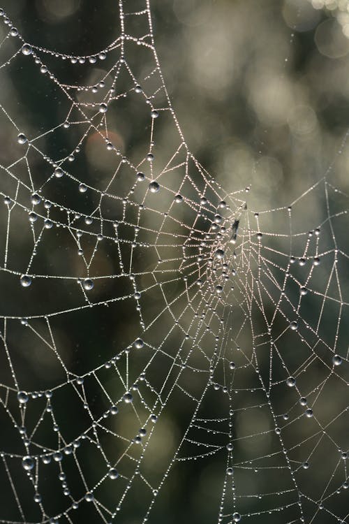 dikey atış, doğa, ıslak içeren Ücretsiz stok fotoğraf