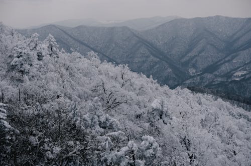 ağaçlar, buz tutmuş, dağlar içeren Ücretsiz stok fotoğraf