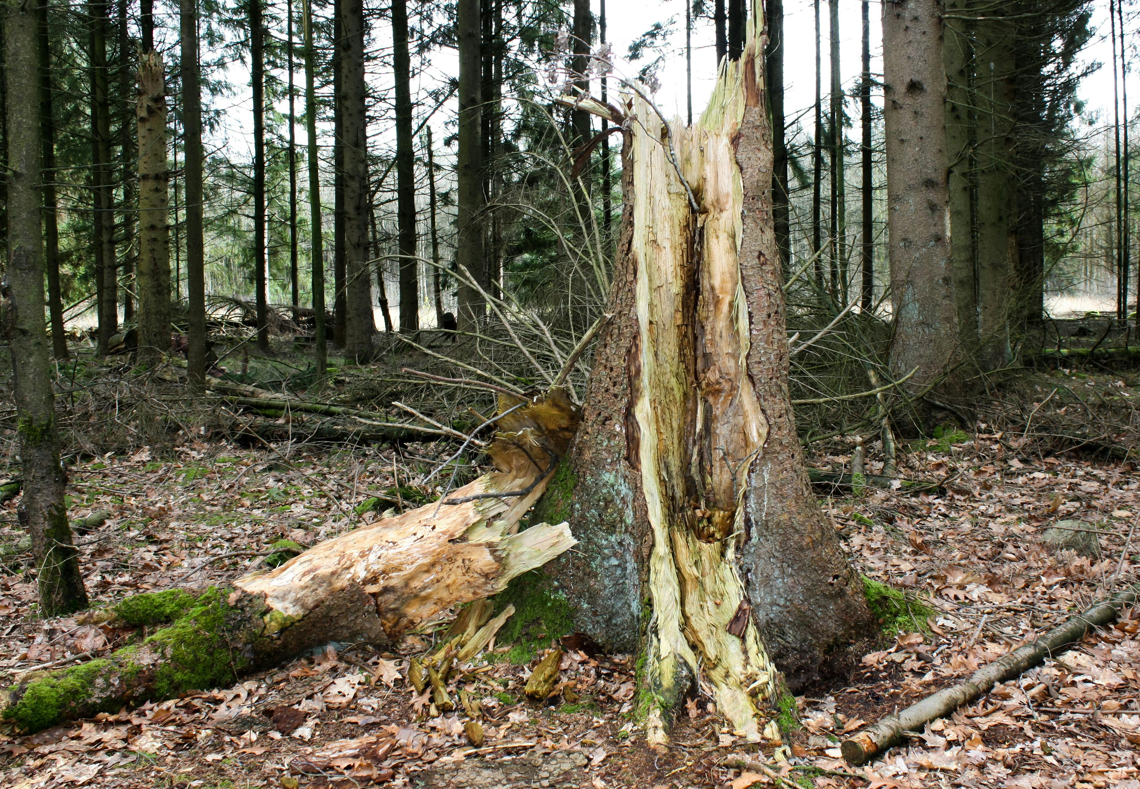 Free stock photo of Broken tree