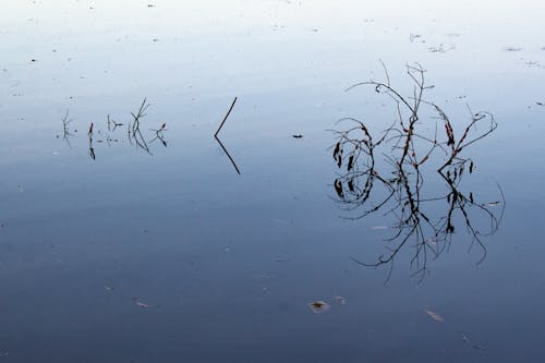 A dead tree in the water with some leaves