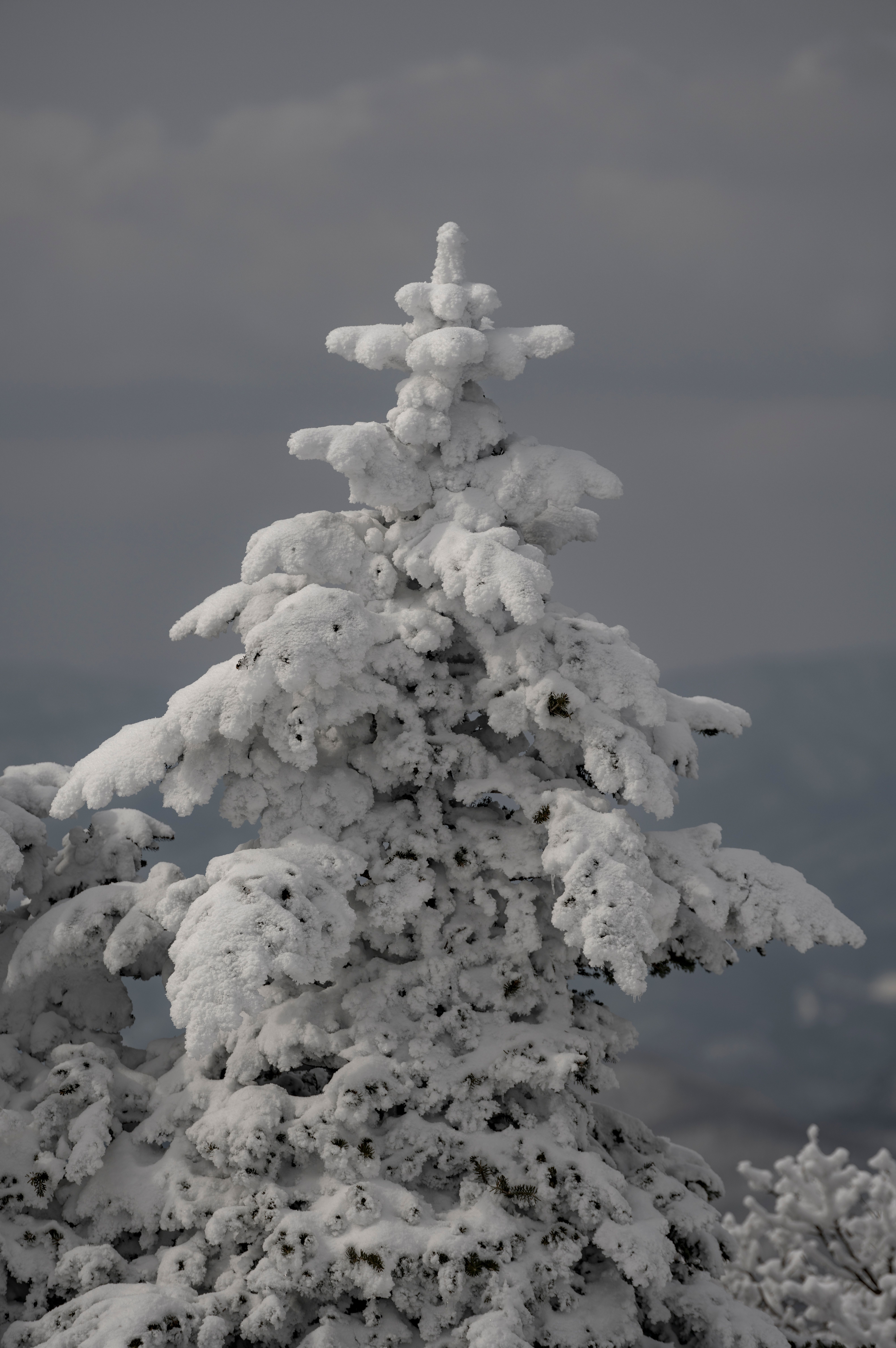 A pine tree covered in snow is shown · Free Stock Photo