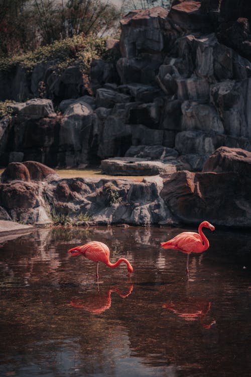 Two flamingos standing in the water near rocks