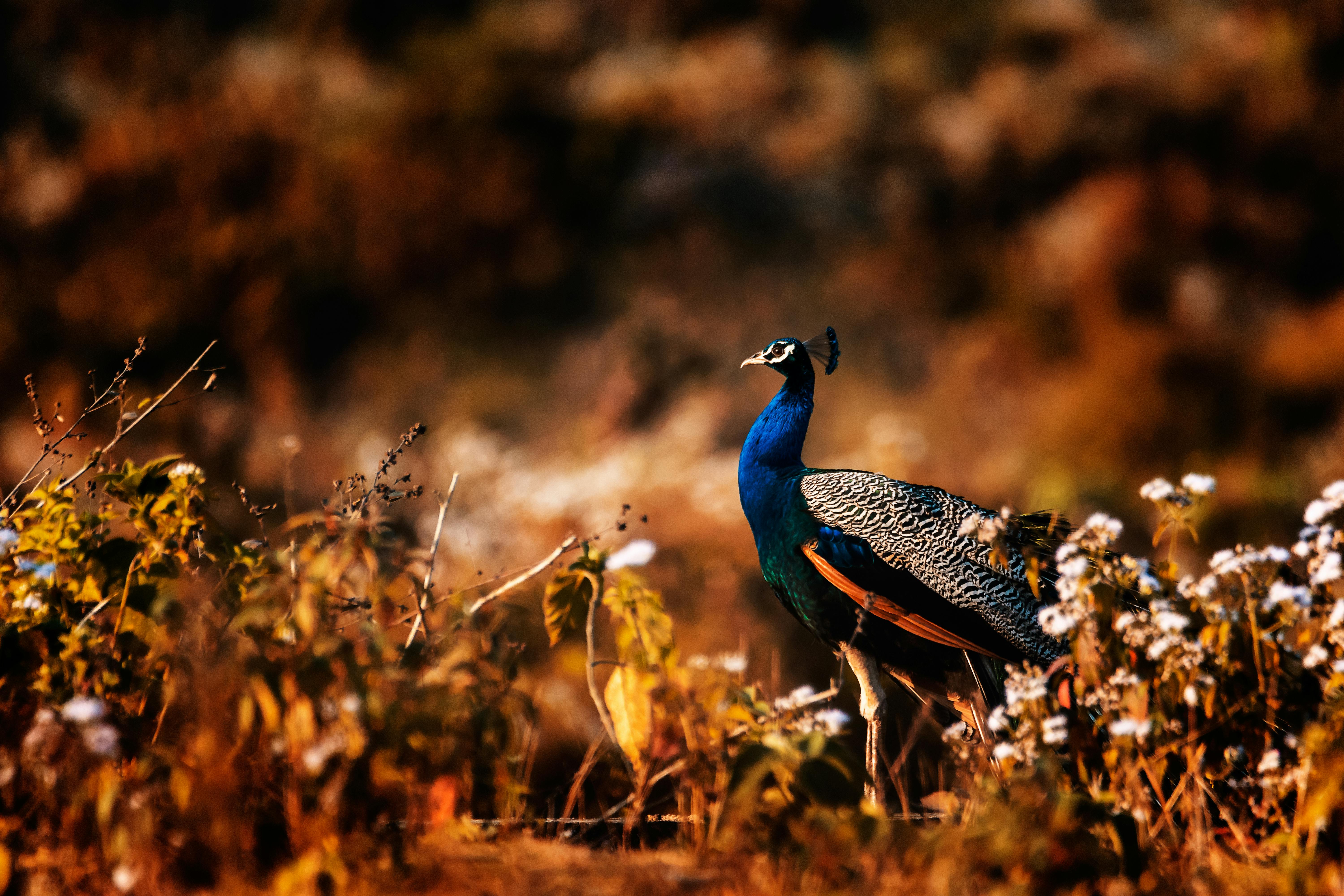 blue and multicolored peacock in brown field