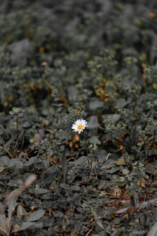 Foto profissional grátis de ao ar livre, chão, flora