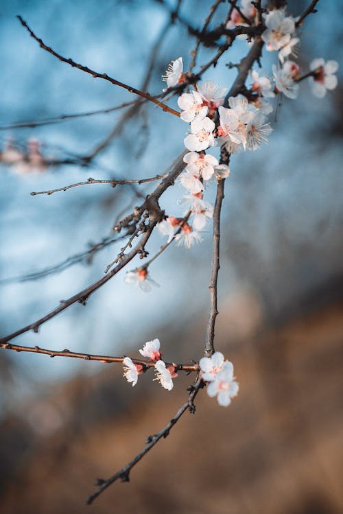 Fiori Bianchi Di Ciliegio Contro Il Cielo Blu