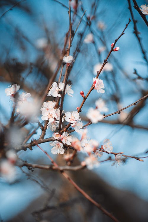ağaç, bulanıklık, çiçeklenmek içeren Ücretsiz stok fotoğraf