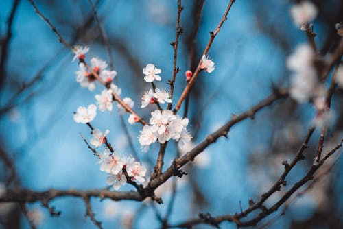 White cherry flowers against the blue sky