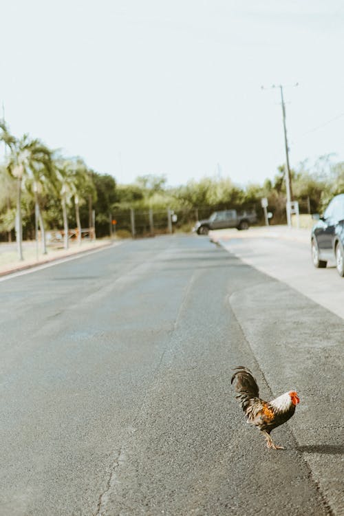 Gratis stockfoto met asfalt, buiten, duif
