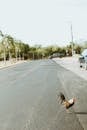 Rooster Walking on a Street Between Palm Trees