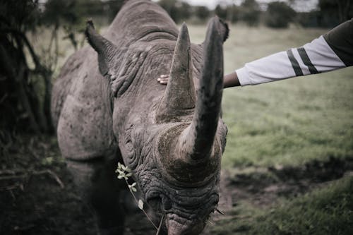Close-up of a Person Petting a Rhino 