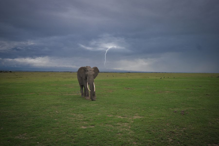 Elephant on open grassland under a storm-lit sky — photo by Zacchaeus Rains on Pexels
