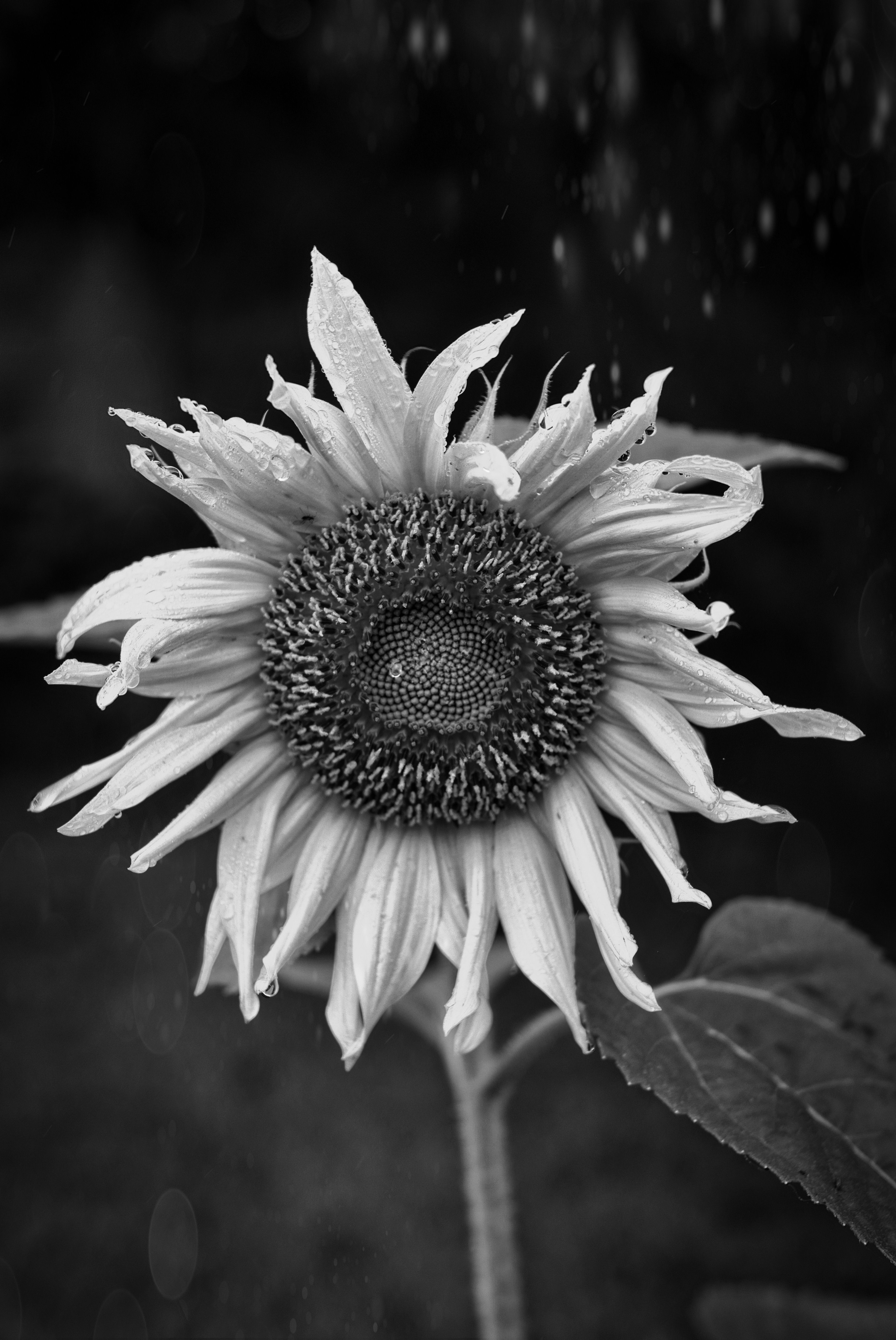 Closeup of a Sunflower in Black and White · Free Stock Photo