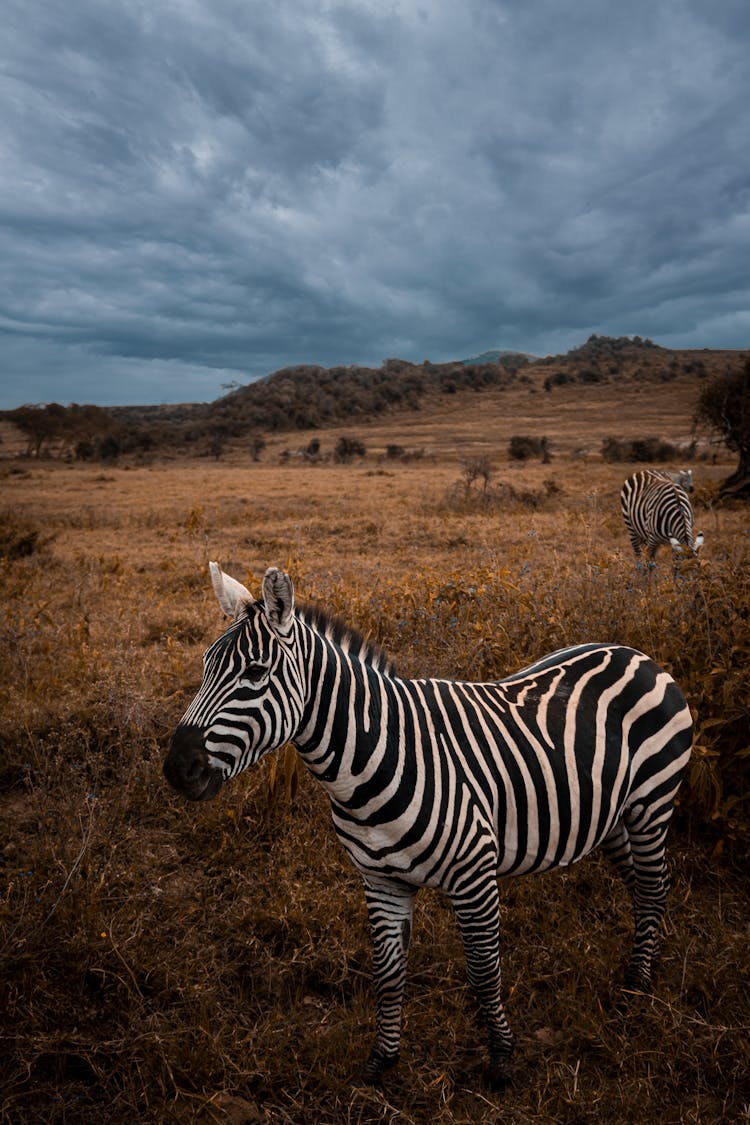 A Zebra Standing In A Field With A Cloudy Sky