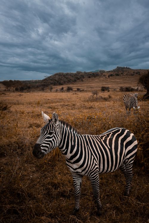 Free A zebra stands gracefully in the vast African savanna under a dramatic cloudy sky. Stock Photo