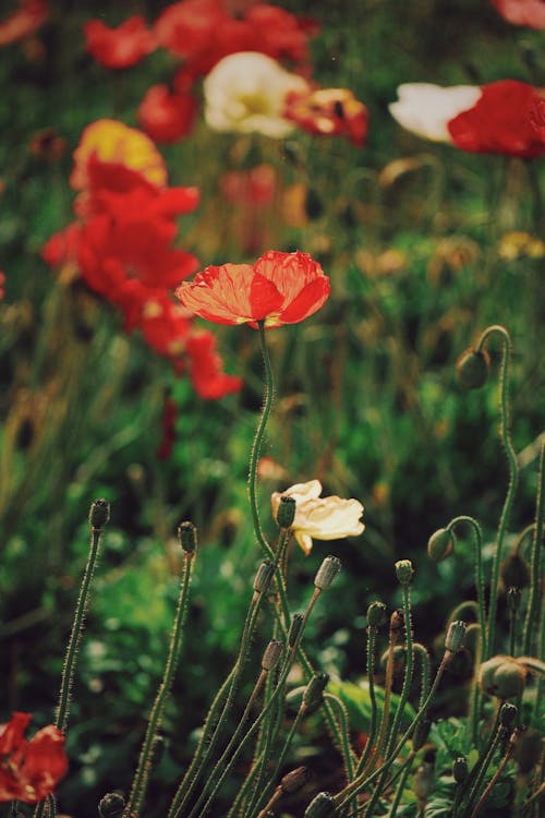 Základová fotografie zdarma na téma červená, kvetoucí, kytka