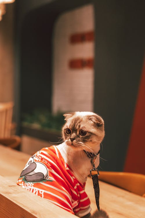 A cat wearing a red shirt sitting at a table