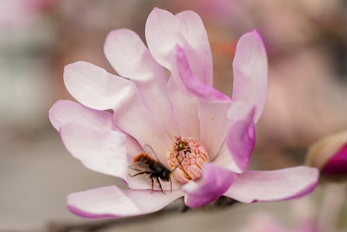 A bee is sitting on a flower